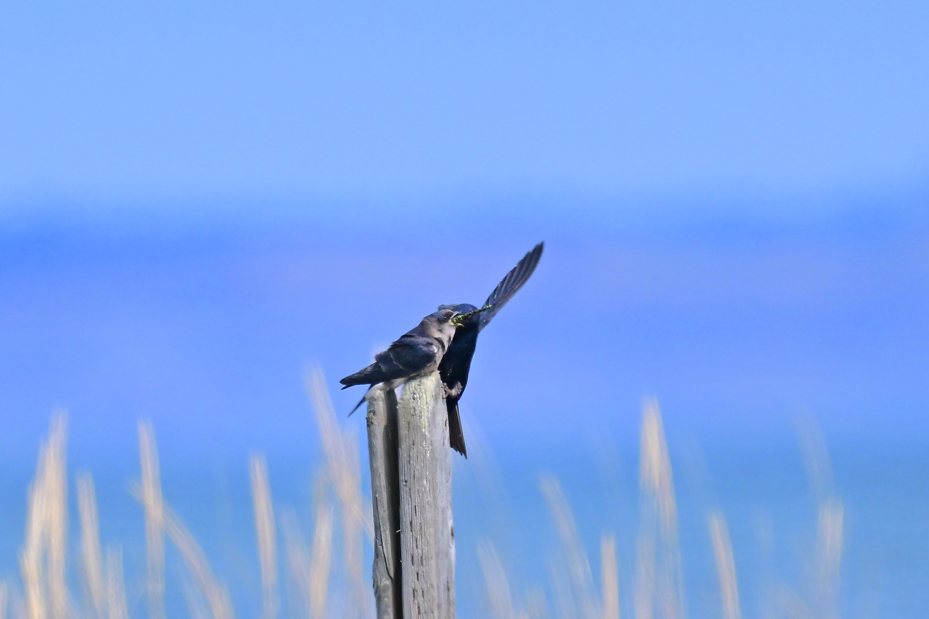 Purple Martin